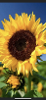 Sunflower-Pixie profile image