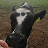 Cows4life profile image