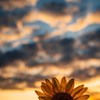 sunflower1318 profile image