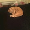 Cat_cat44 profile image