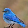 Bluelady-sing profile image
