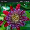Passionflower80 profile image