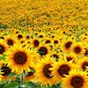 SunflowerLife profile image