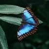 Blue-butterfly profile image
