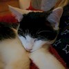 Daisycat2 profile image