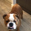 Bulldoguk profile image