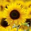 Sunflower33333 profile image
