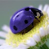 TexasLadybug profile image