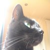 Felis-Catus profile image