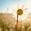 Sunshine-daisy profile image