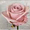 Rosebud3 profile image