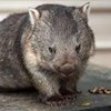Wombat88 profile image