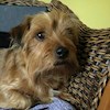 rustydog profile image