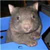 wombat3838 profile image