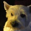 lucy1dog profile image