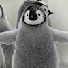 Fluffy_penguin profile image