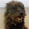 hattiehound profile image