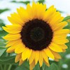 Sunflower85 profile image