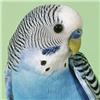 Bird-Girl profile image