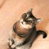Myoldcat profile image
