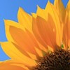 Sunshineflower profile image