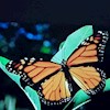 Butterfly123456789 profile image