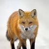 Foxlet profile image