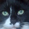 catsmummel profile image