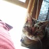 Catwoman227 profile image