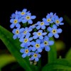 Forget-me-knot profile image