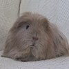 Guineapiggy profile image