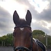 Horsesgalore profile image