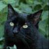 Catnip profile image