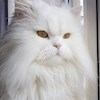 Kittycatlady20 profile image