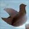 paperbird profile image