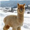 Scottish_Alpaca profile image