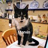 Marvincat profile image