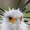 Secretary_Bird profile image