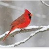 Cardinal2 profile image