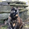 Catsandtaylorswift profile image