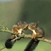 Squirrels profile image