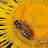 Keepbees profile image