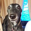 Greyhound2 profile image