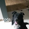 Koda67 profile image
