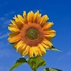 Sunflower2021 profile image