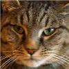 cat13 profile image