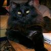 blackcat profile image