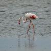 Flamingo60 profile image