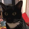 KittensMittens profile image