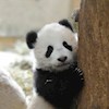 PandaPerson profile image
